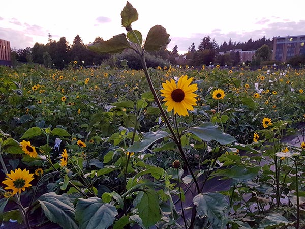 UBC fields_Credit Ivana Imerovski