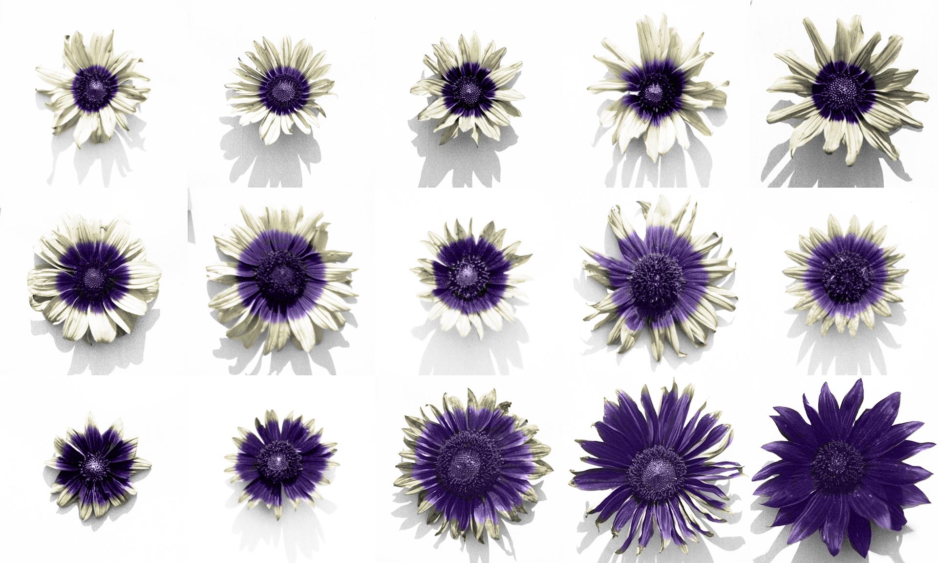 Sunflowers with UV bullseyes in false colour. Credit: Marco Todesco