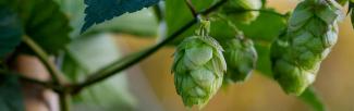 a hops plant