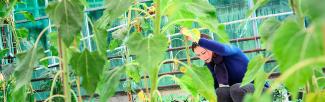 A woman is crouched on the ground, holding up a plant in the greenhouse