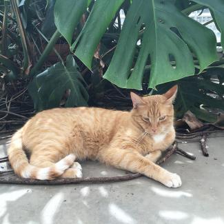 rodentpatrol1.jpg rodentpatrol1.jpg